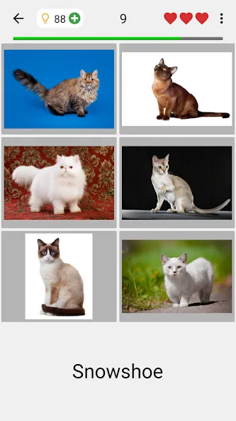 Cats Quiz Guess Popular Breeds  [МОД Все открыто] Screenshot 2