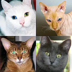 Скачать взлом Cats Quiz Guess Popular Breeds  [МОД Все открыто] - стабильная версия apk на Андроид