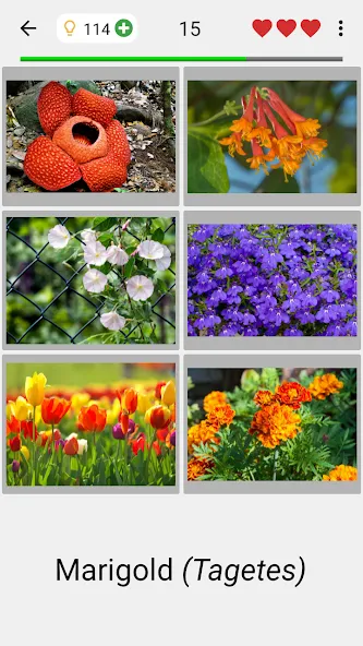 Flowers Quiz - Identify Plants  [МОД Бесконечные монеты] Screenshot 2