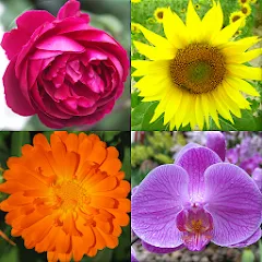 Взлом Flowers Quiz - Identify Plants  [МОД Бесконечные монеты] - полная версия apk на Андроид